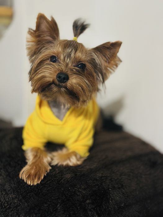 Хлопчик міні йорк шукає наречену для вʼязки