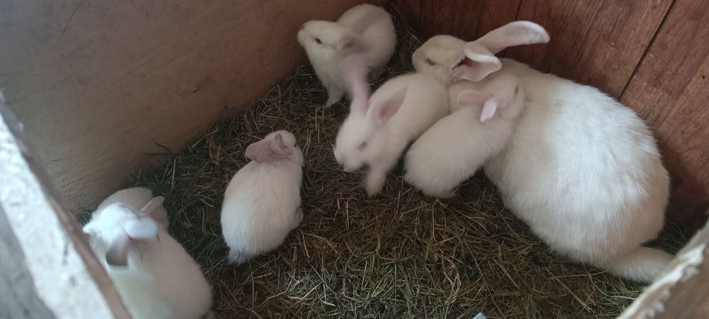 Króliki białe 2 miesięcznie