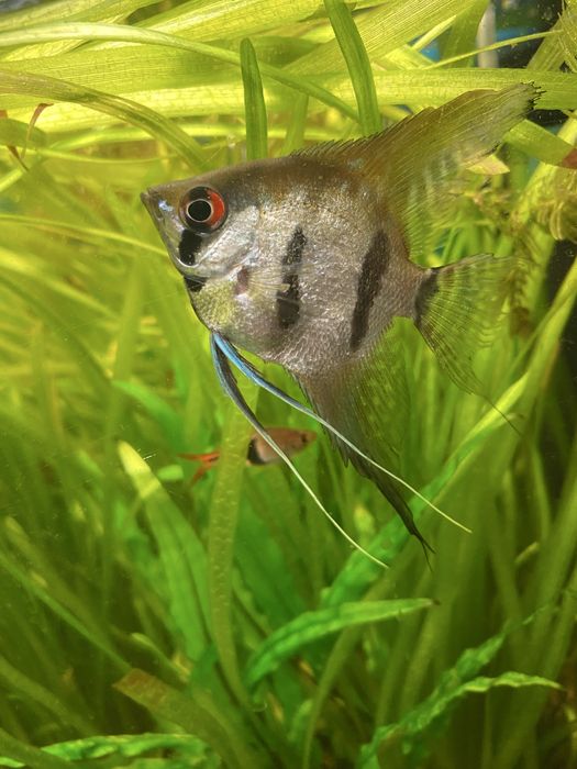 Sprzedam lub zamienie samice  skalar