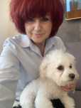 Bichon Frise szczenię