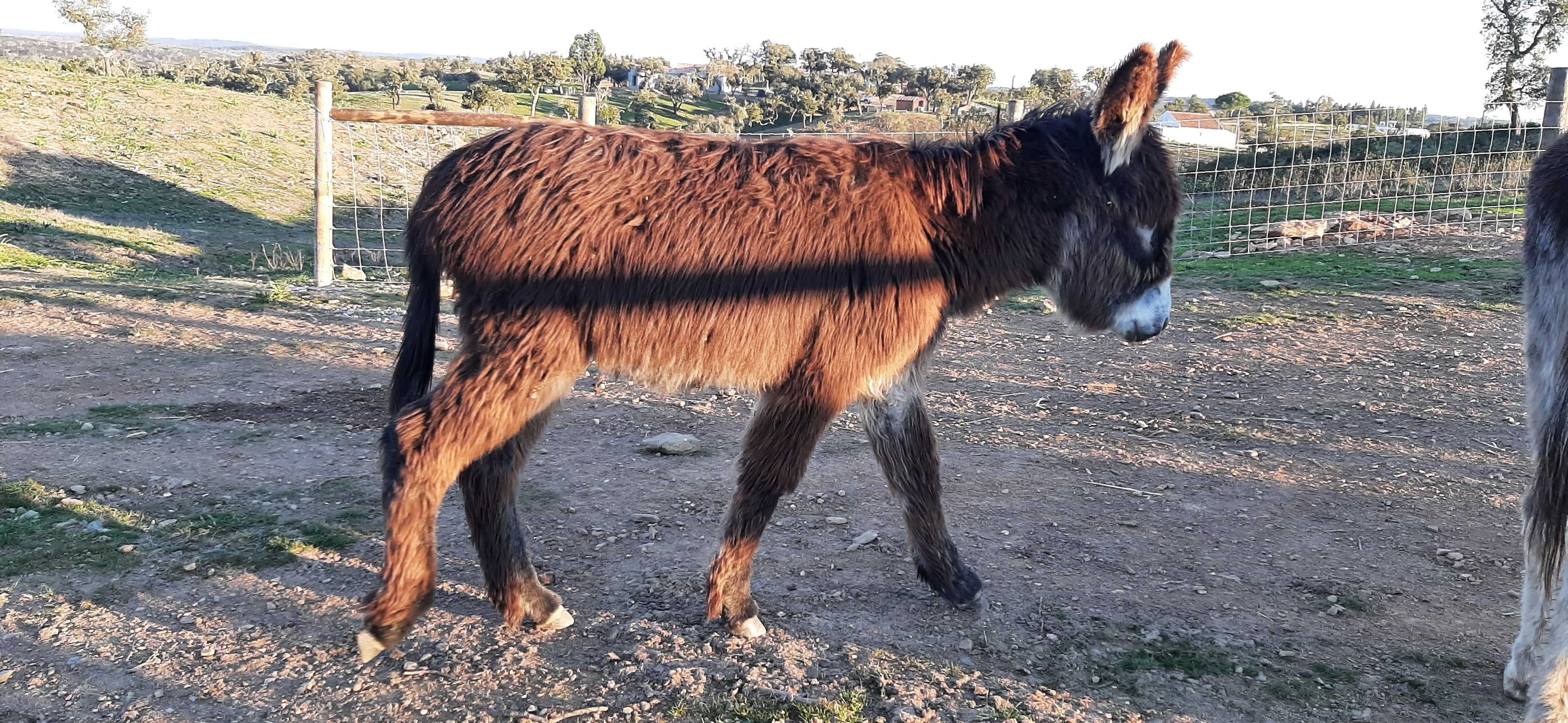 Vende-se burros e burras da raça BURRO DE MIRANDA e BURRO COMUM