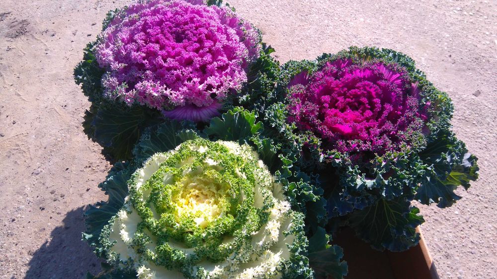 Kapusta ozdobna nie chryzantema