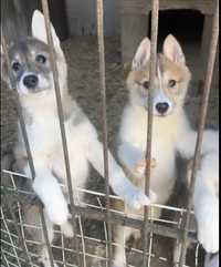 Продам щенков Лайки Западносибирская
