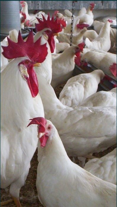 Леггорн білий несучка.