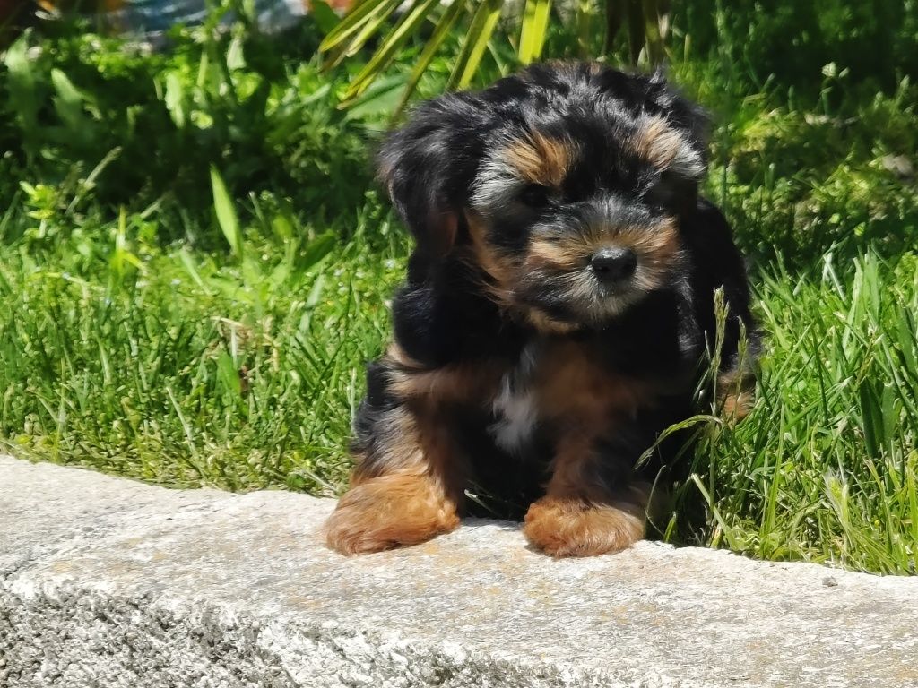 Yorkshire Terrier machinho