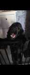 Cocer Spaniel za darmo