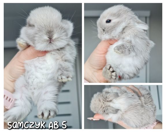 Mini lop królik króliczek miniaturka hodowla czip