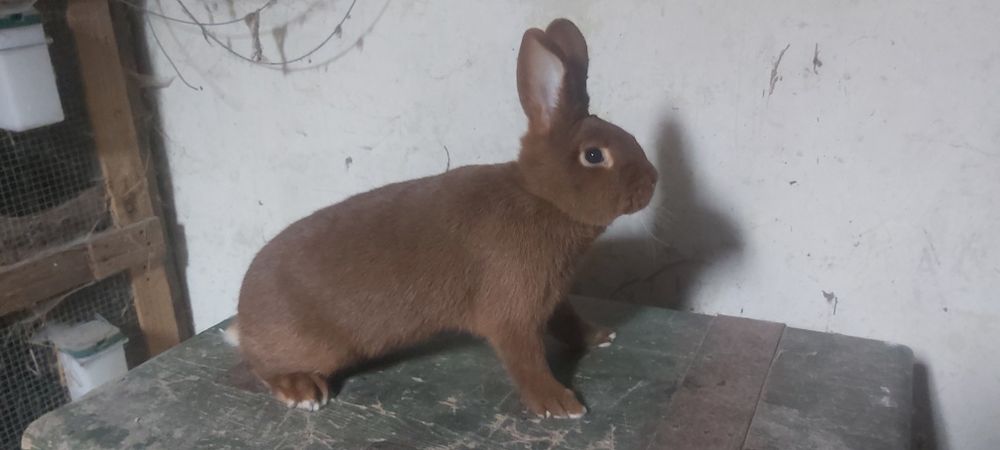 Nowozelandzki Czerwony NC Z Rodowodem Samica