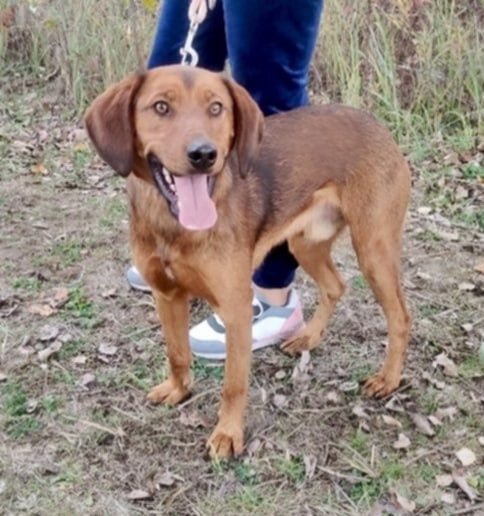 Trufel słodki jak Trufel pragnie pokochać