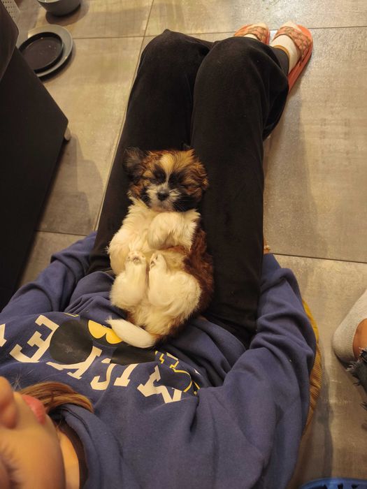 Aktualne Piesek SHIH TZU samiec