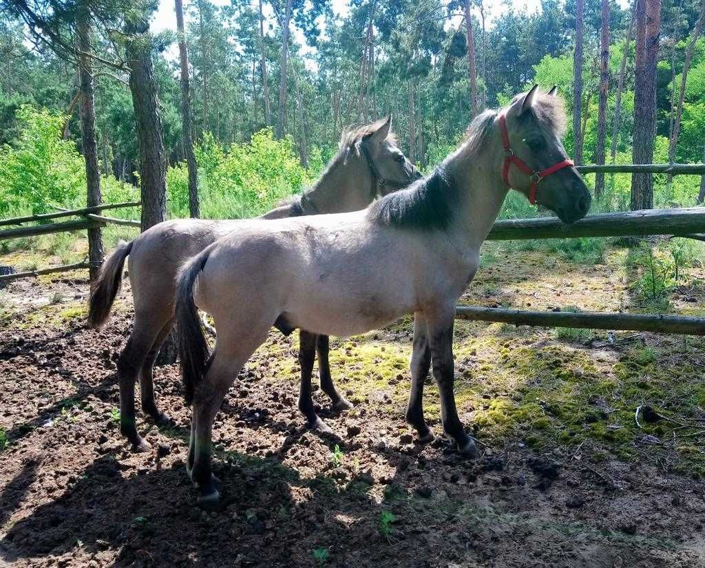 Konik Polski Koniki Polskie , ogierki