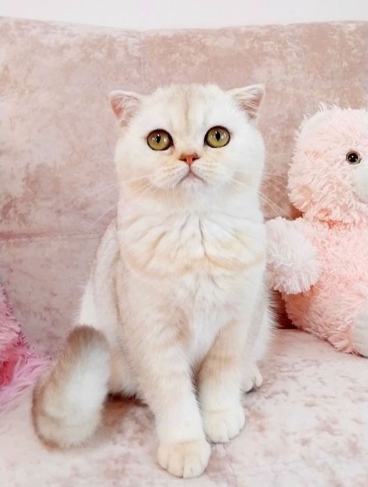 Золоті і срібні шиншили Чарівні шотландські кошенятка