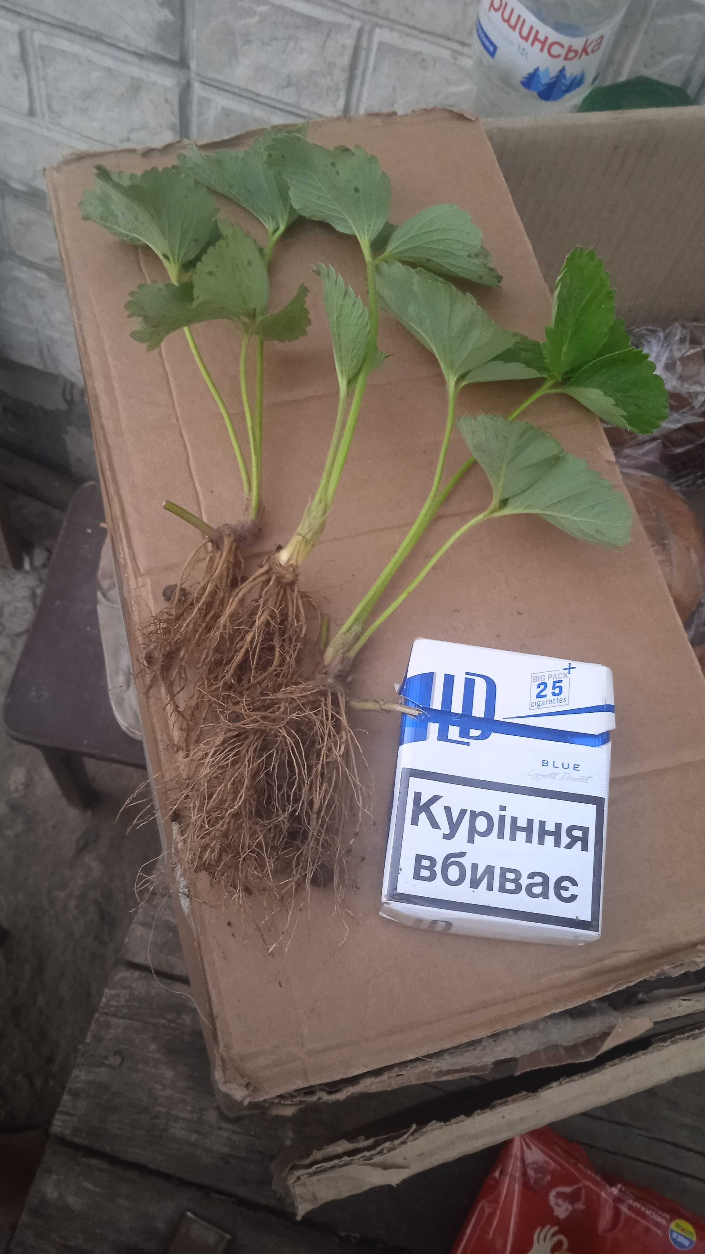 Продам саженцы клубники "Альба"