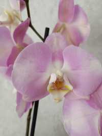 Орхідея на два квітоноси