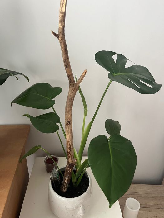 Monstera H 40 cm