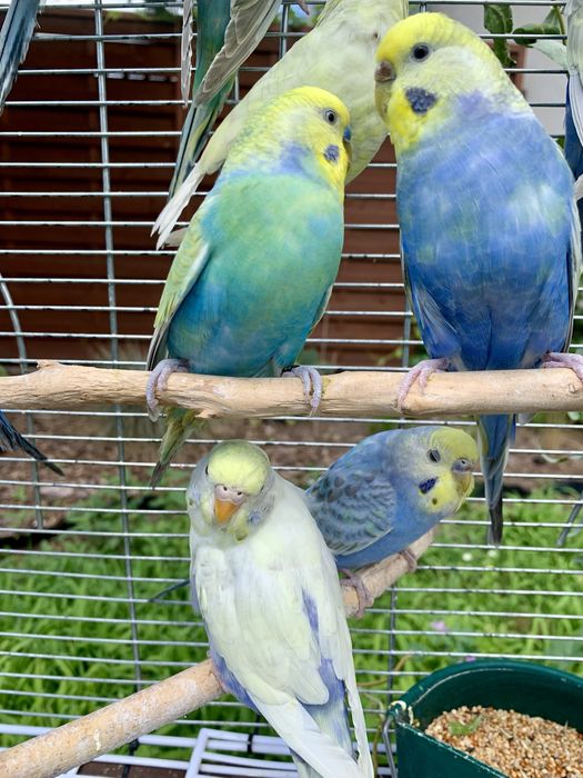 Papuga falista  tęczowe papużki faliste osobniki z 2023/24 roku