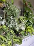 Philodendron monstera nadwyżka roślin