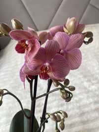 Венозна орхідея на два квітоноси
