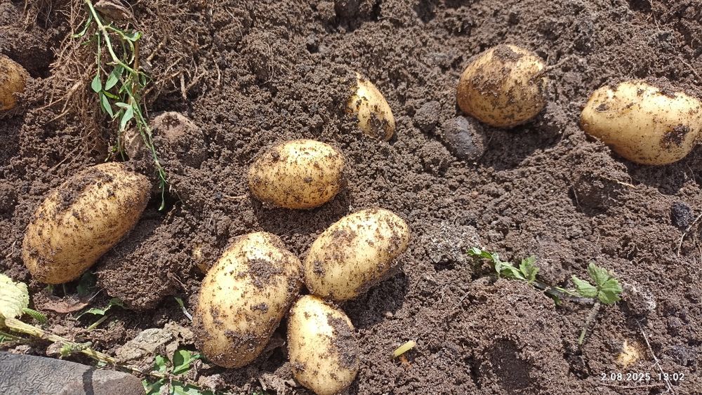 Ziemniak Denar, bez oprysków