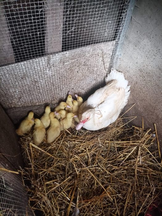 Sprzedam kaczkę zkaczetami