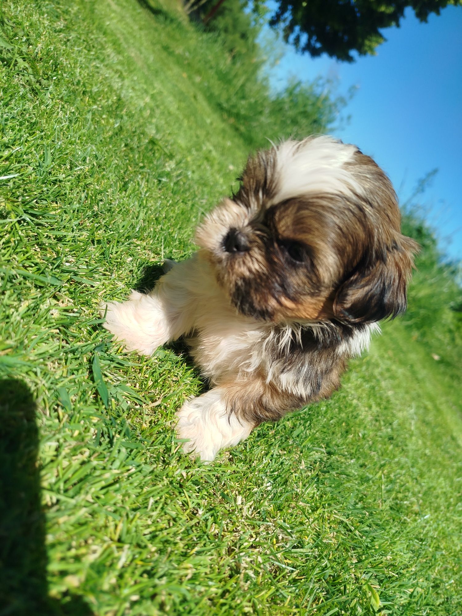 Shih tzu gotowe do odbioru
