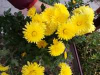 Жёлтая хризантема 10 грн