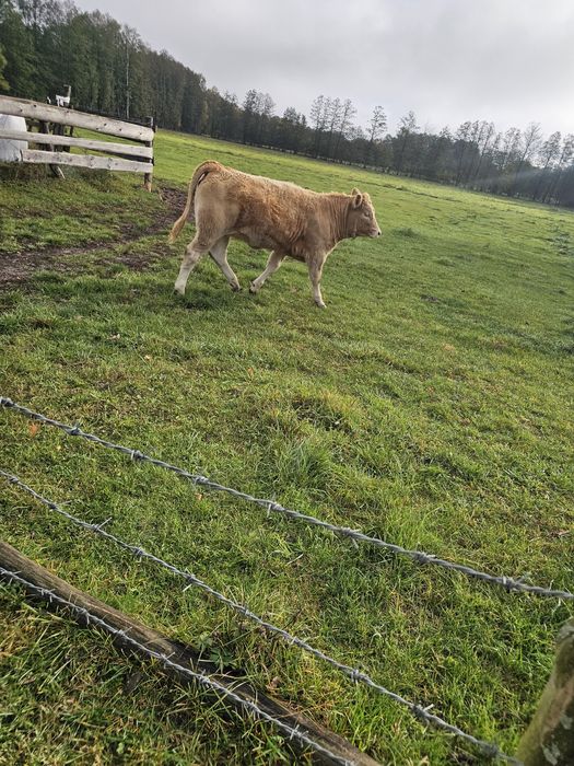 Sprzedam 12 byczkow 11  jałowek odsadkow
