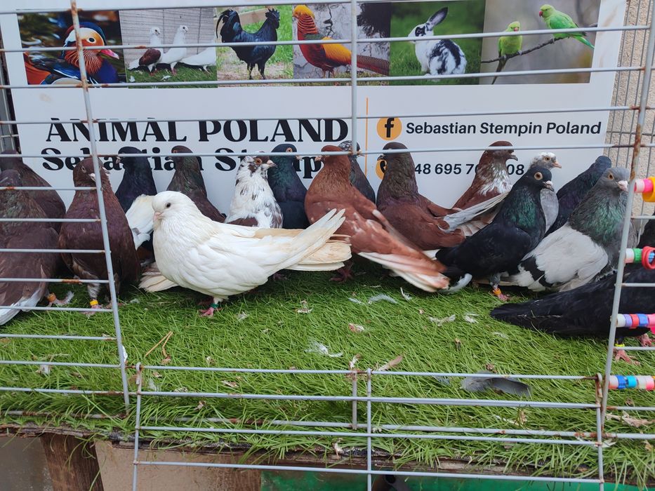 Gołębie. Orlik. Mikołajewskie. Możliwy transport