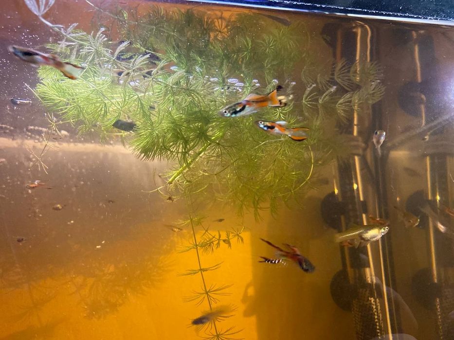 Guppy diversos macho e femea