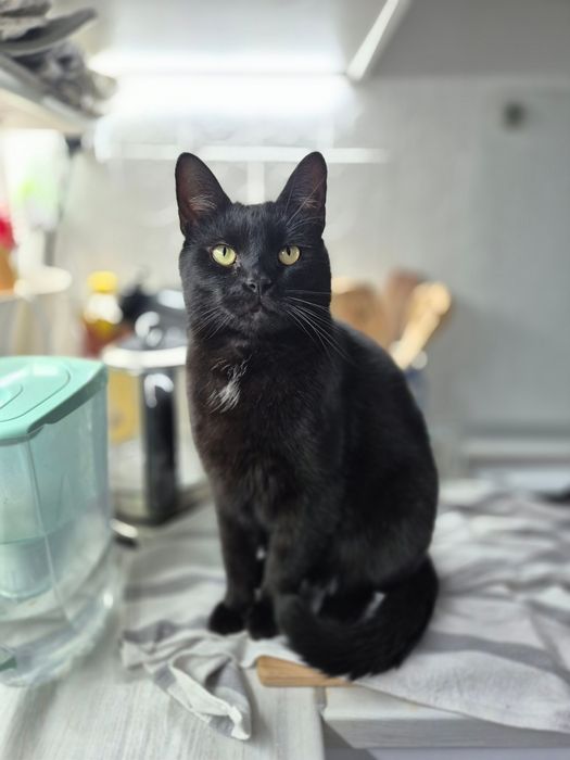 Lucek 2,5 roku- kot wychodzący- możliwy transport!