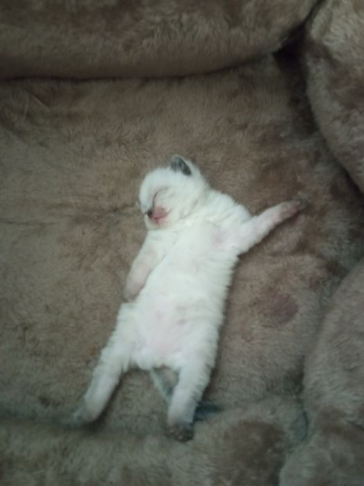 Кошенятко хлопчик