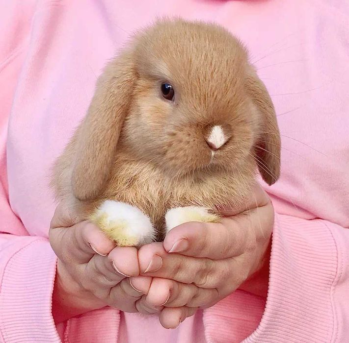 Coelhos anões orelhudos, mini lop super inteligentes e dóceis