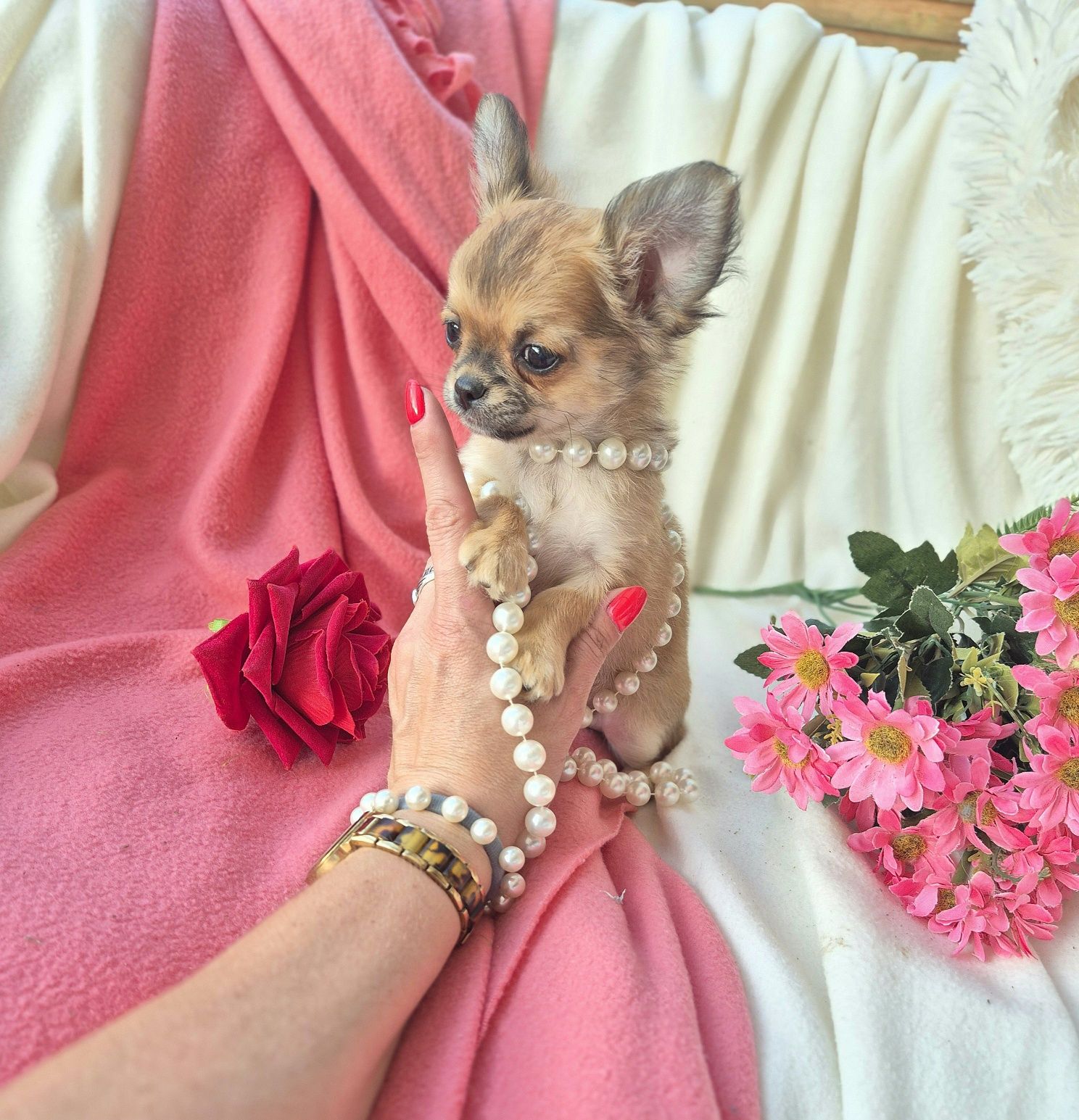 Śliczna Długowłosa Sunia Chihuahua! XS
