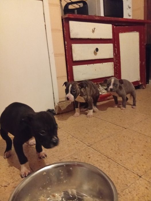 Companheiros de 4  patas