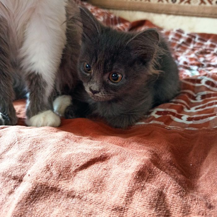 Отдам котёнка в добрые руки