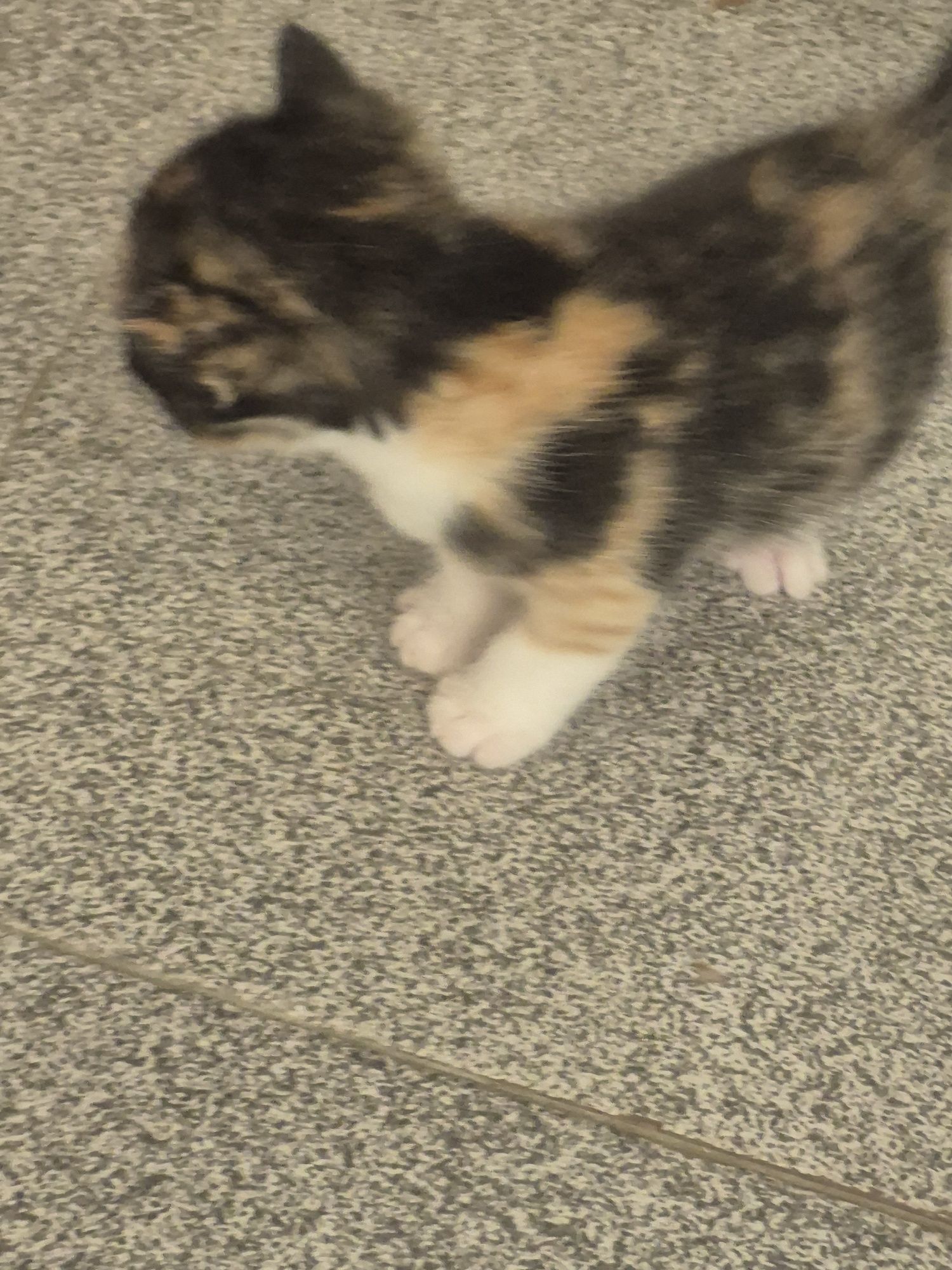Gatinhos bebés ler escricao