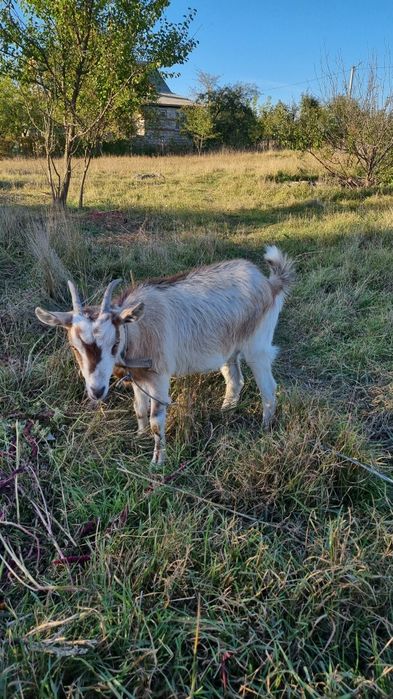 Продам молоду козу