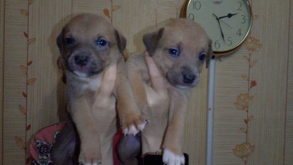 Цуценята піт-бультер'єра