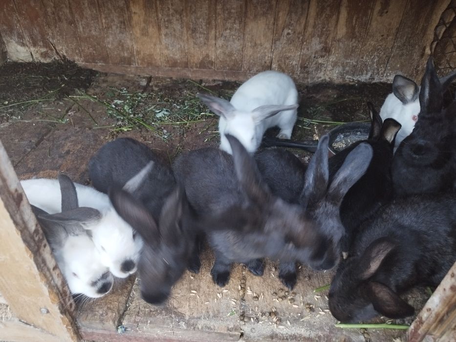 Króliki kalifornijskie czarne