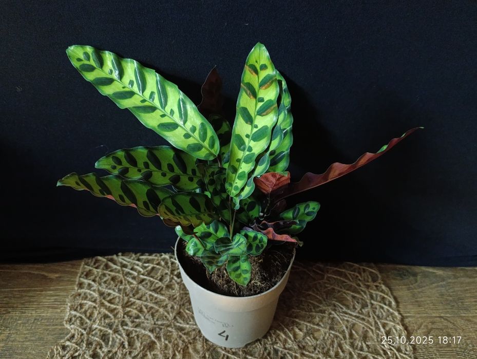 Калатея Лансіфолія