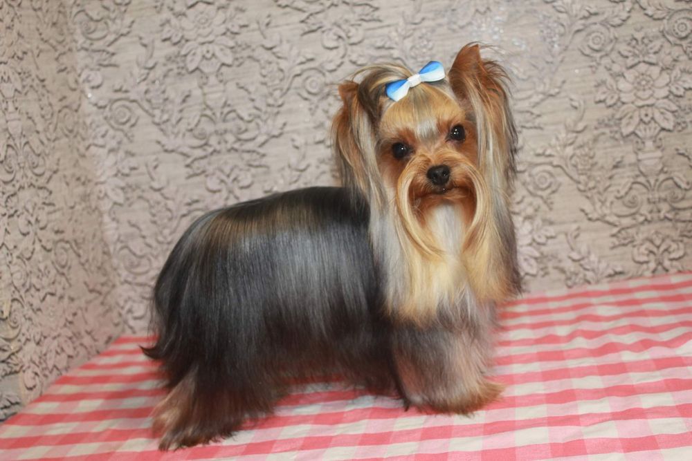 Стрижка  Йорків Грумінг Йорків та інших собачок до 4 кгДоступні ціни!