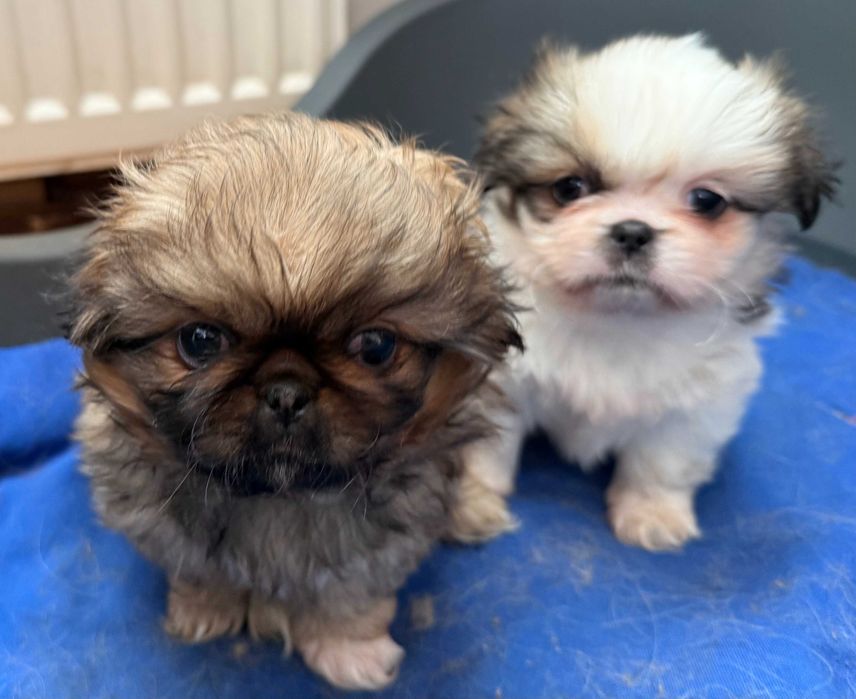 Pekińczyk szuka nowego domu