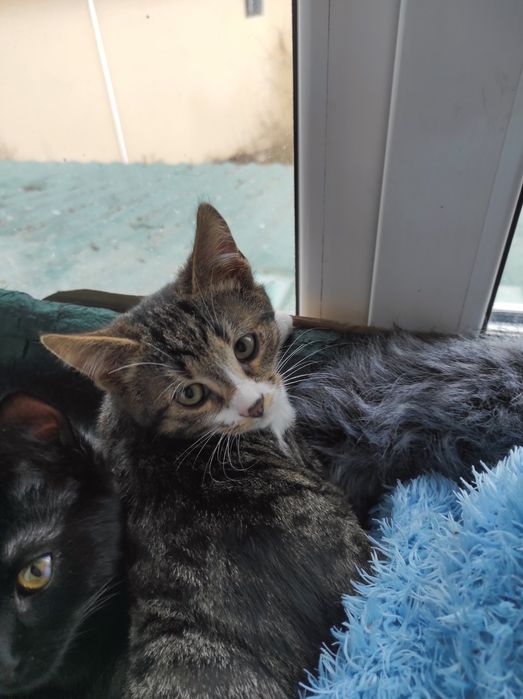 Маленький котик тигровый с белым (котёнок мальчик, кот, в добрые руки)