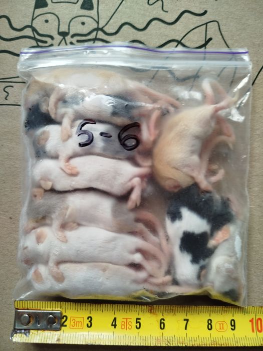 Кормовые мыши. Мышь. Заморозка. Бегунки. Опушата