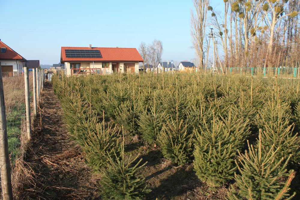 Choinki Bożonarodzeniowe Jodła Świerk Pospolity Srebrny Serbski WLKP