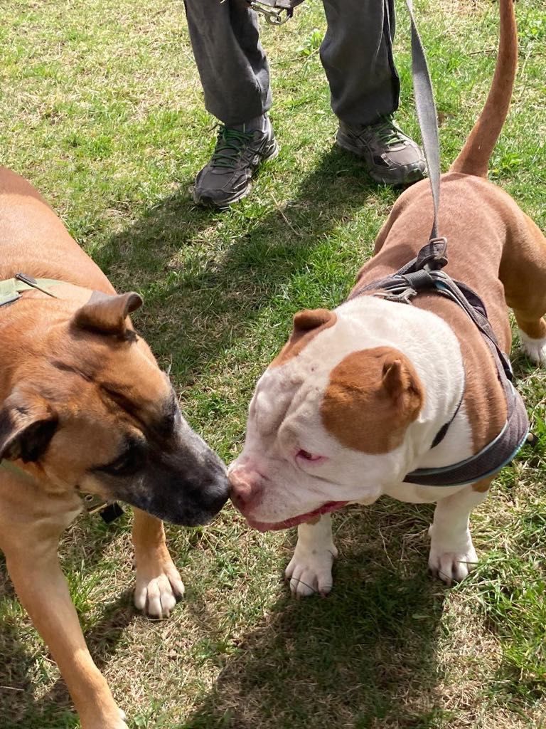 Piękny pies w typie American Bully ,szuka domu.