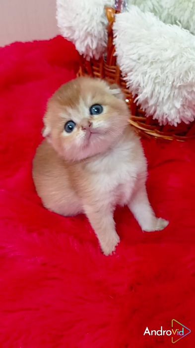 Просто кукольная девочка золотая шиншилла вислоухая