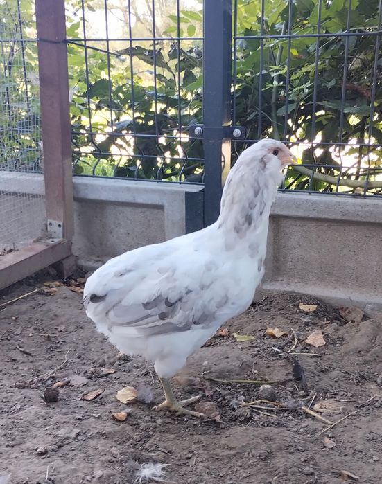 Same Kury/Kura Araucana. Araucany bezogoniaste.