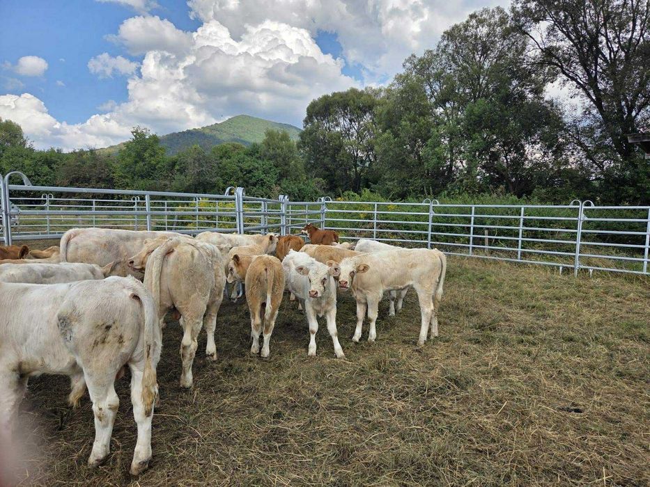 Byki na dalszy odchów odsady