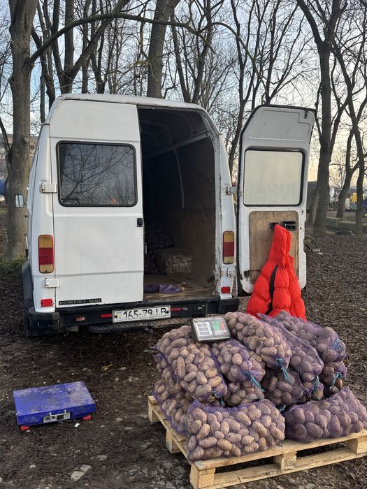 Картопля Белла роса Бельмона